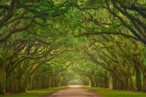 Savannah